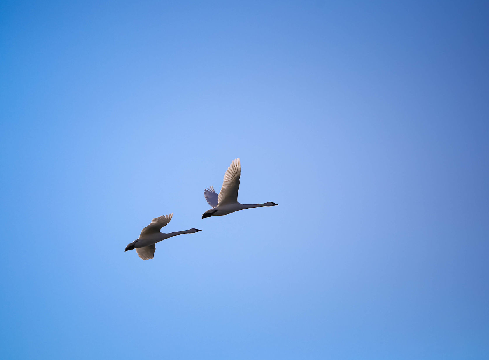 Swans at Fertile (8).jpg